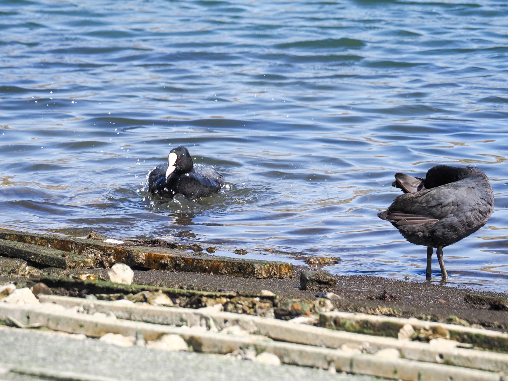 Eurasian Coot