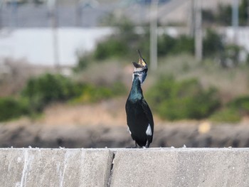 Great Cormorant Choshi Fishing Port Sat, 3/11/2023