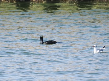 Pelagic Cormorant Choshi Fishing Port Sat, 3/11/2023