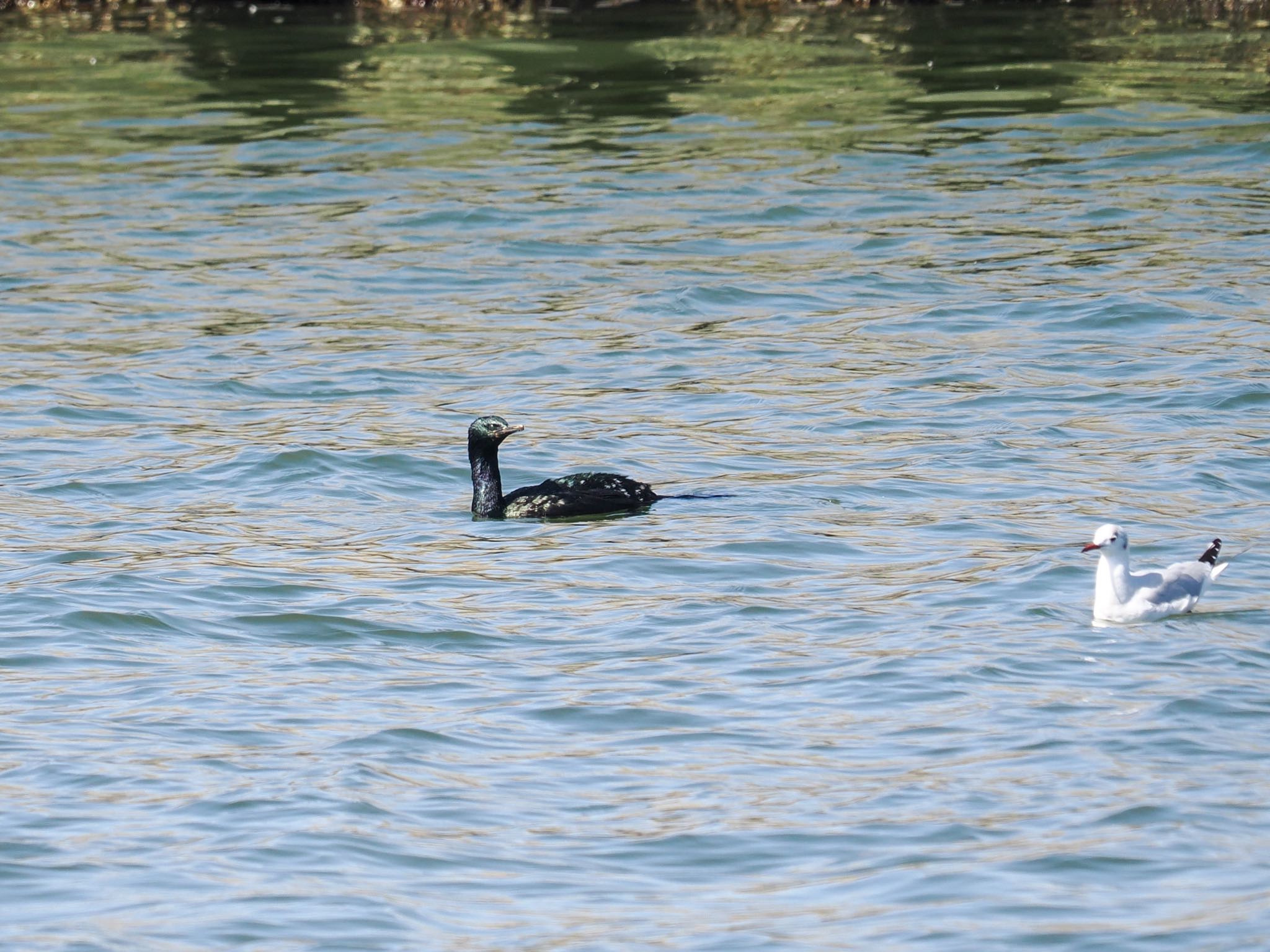 Pelagic Cormorant