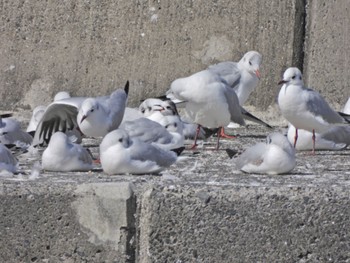 2023年3月11日(土) 銚子漁港の野鳥観察記録