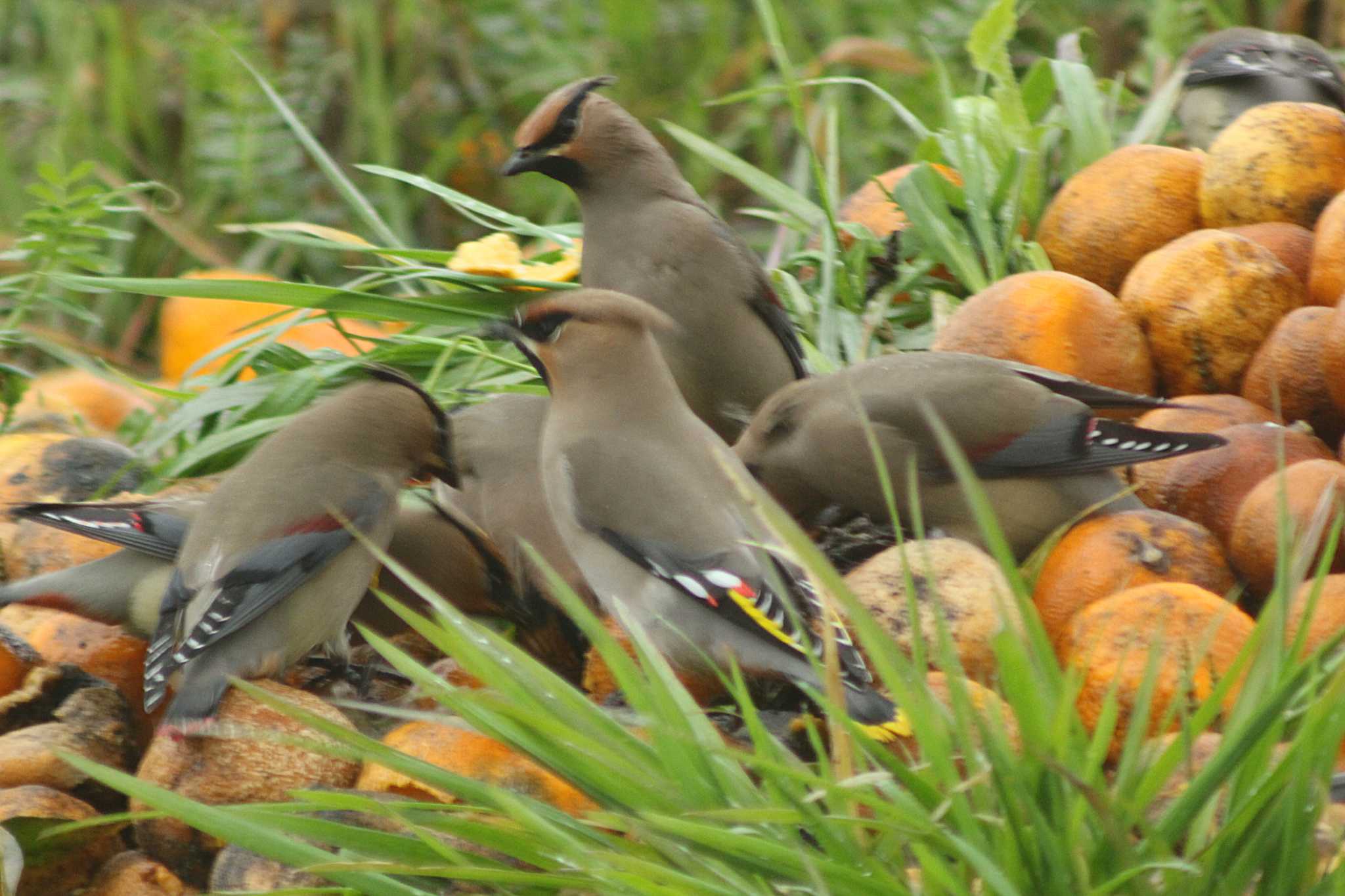 Bohemian Waxwing