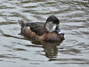 2023年3月25日(土) こども自然公園 (大池公園/横浜市)の野鳥観察記録