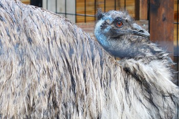 エミュー キャンベルタウン野鳥の森 2023年3月25日(土)