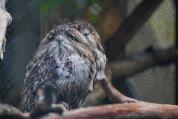 オーストラリアガマグチヨタカ キャンベルタウン野鳥の森 2023年3月25日(土)