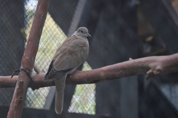 シラコバト キャンベルタウン野鳥の森 2023年3月25日(土)