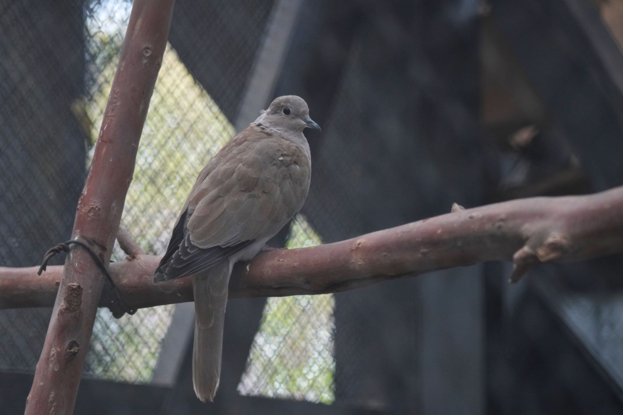 Photo of Eurasian Collared Dove at キャンベルタウン野鳥の森 by アポちん