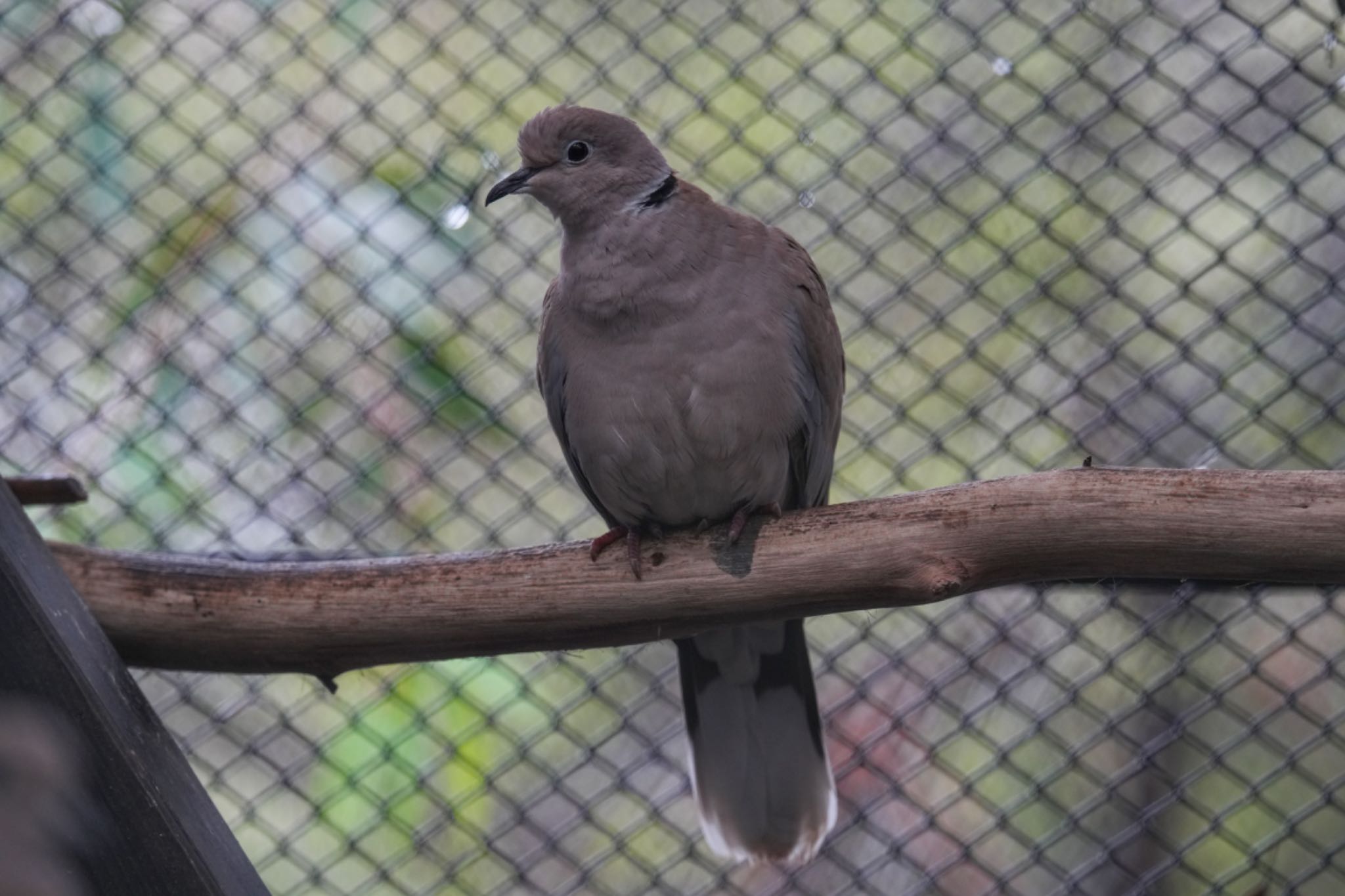 Photo of Eurasian Collared Dove at キャンベルタウン野鳥の森 by アポちん