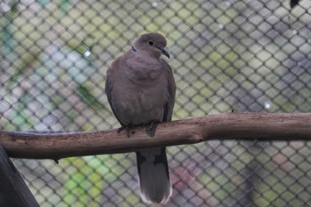 シラコバト キャンベルタウン野鳥の森 2023年3月25日(土)