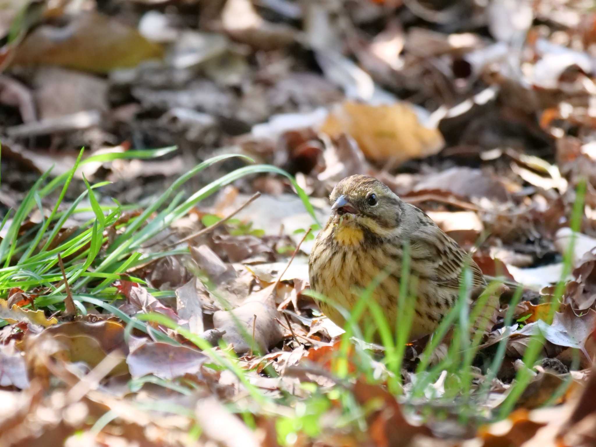 やられたー・・。 by little birds