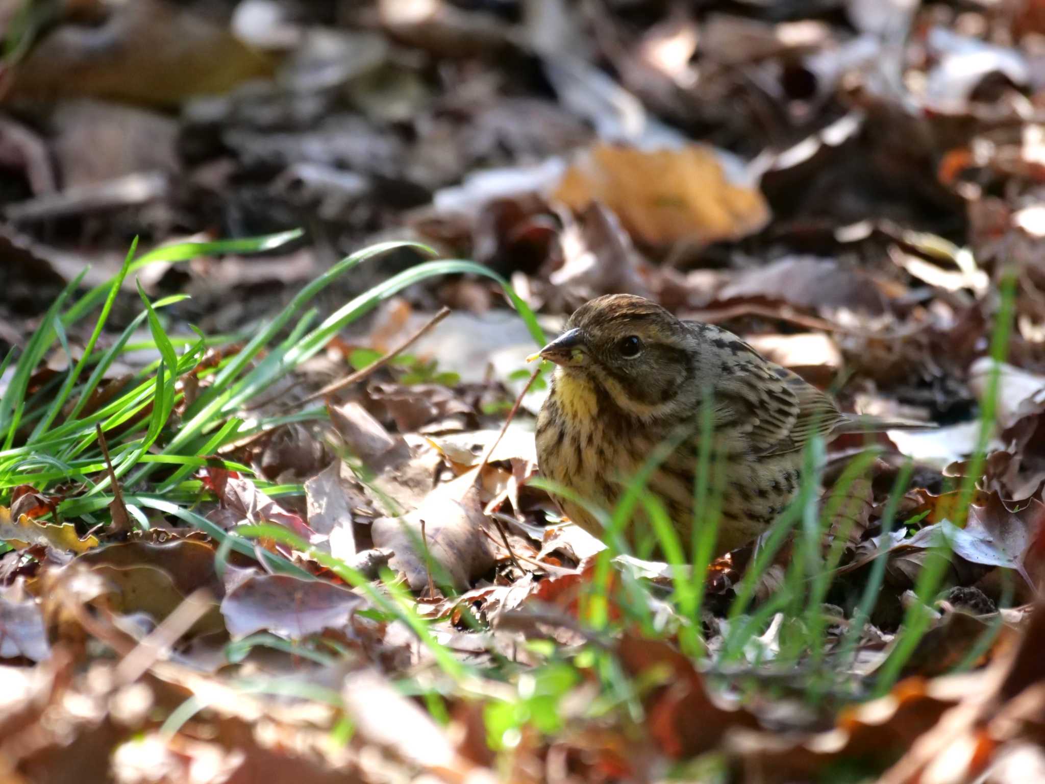 アオジ3態。　気分良く食べてれば・・ by little birds