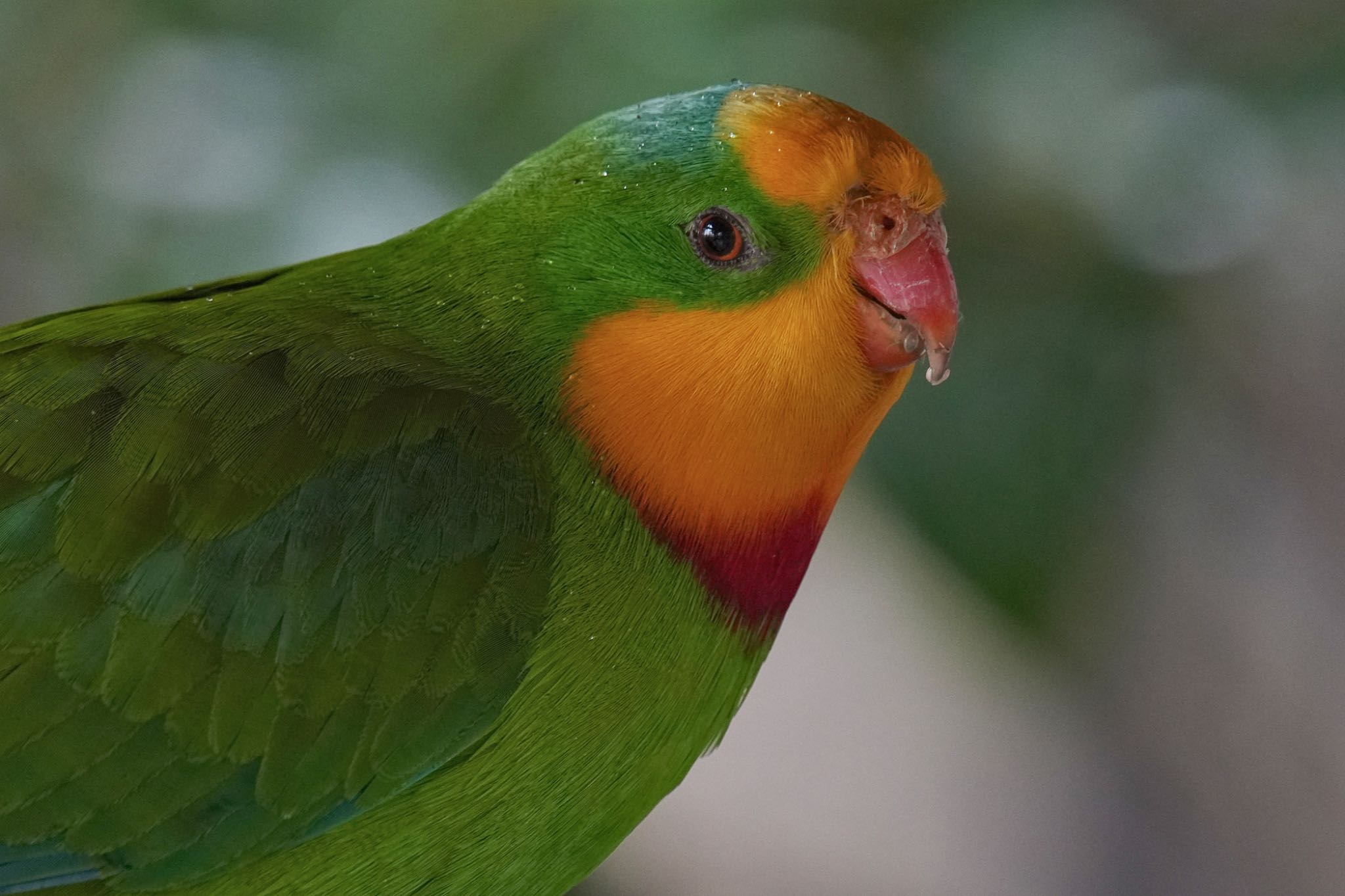 キャンベルタウン野鳥の森 ミカヅキインコの写真 by アポちん