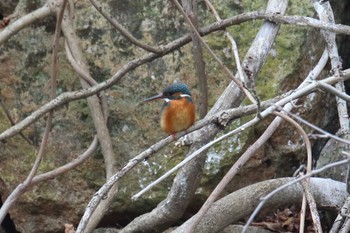 カワセミ 明石公園 2023年1月15日(日)