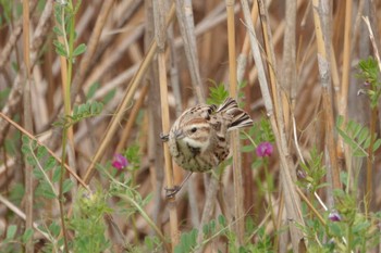 2023年3月21日(火) 多摩川河口の野鳥観察記録