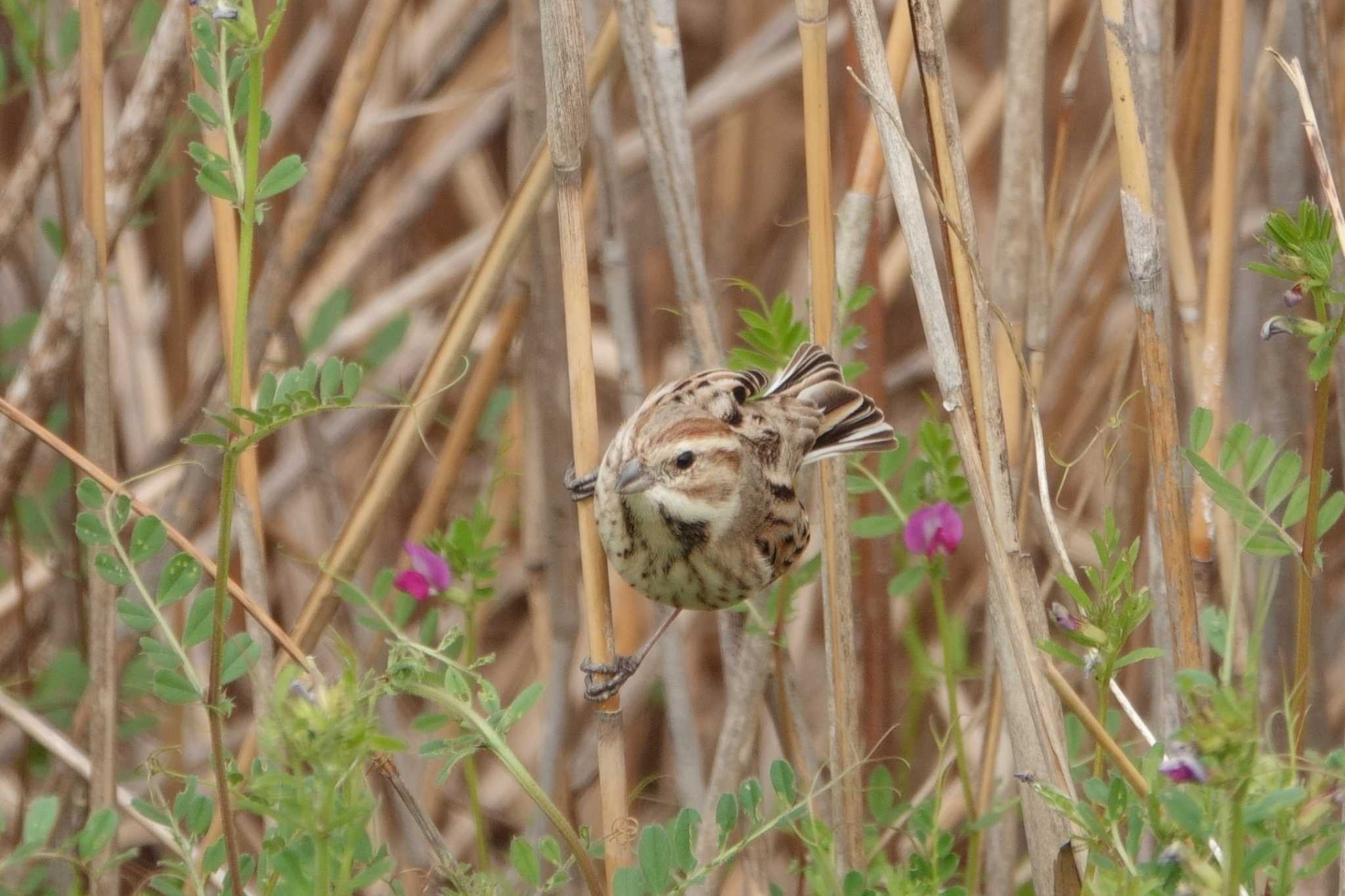 Common Reed Bunting