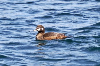 Harlequin Duck 青森県 Fri, 3/24/2023