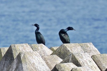 Pelagic Cormorant 青森県 Fri, 3/24/2023