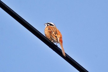 Meadow Bunting 青森県 Fri, 3/24/2023