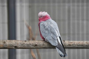 モモイロインコ キャンベルタウン野鳥の森 2023年3月25日(土)