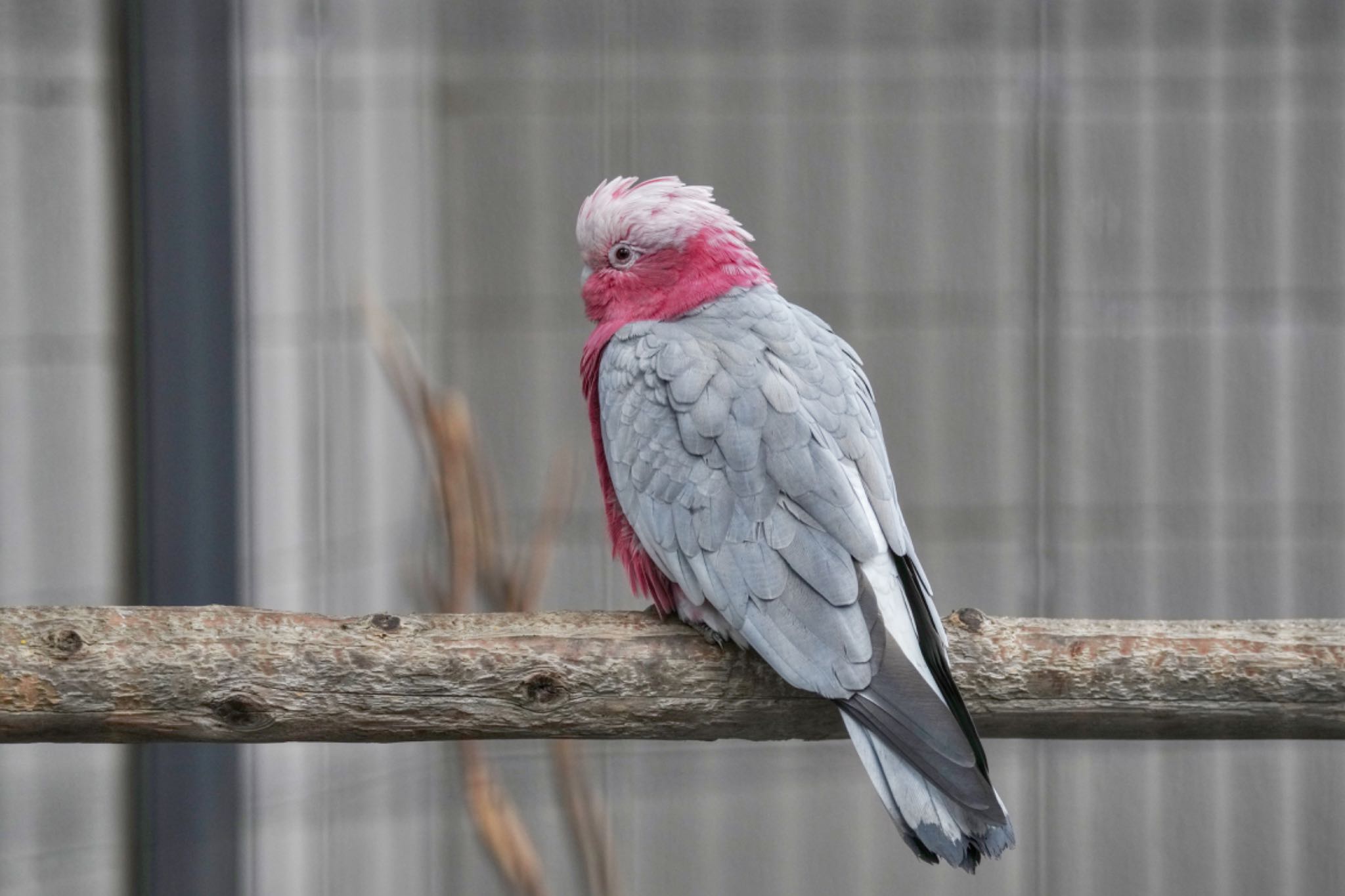 キャンベルタウン野鳥の森 モモイロインコの写真 by アポちん