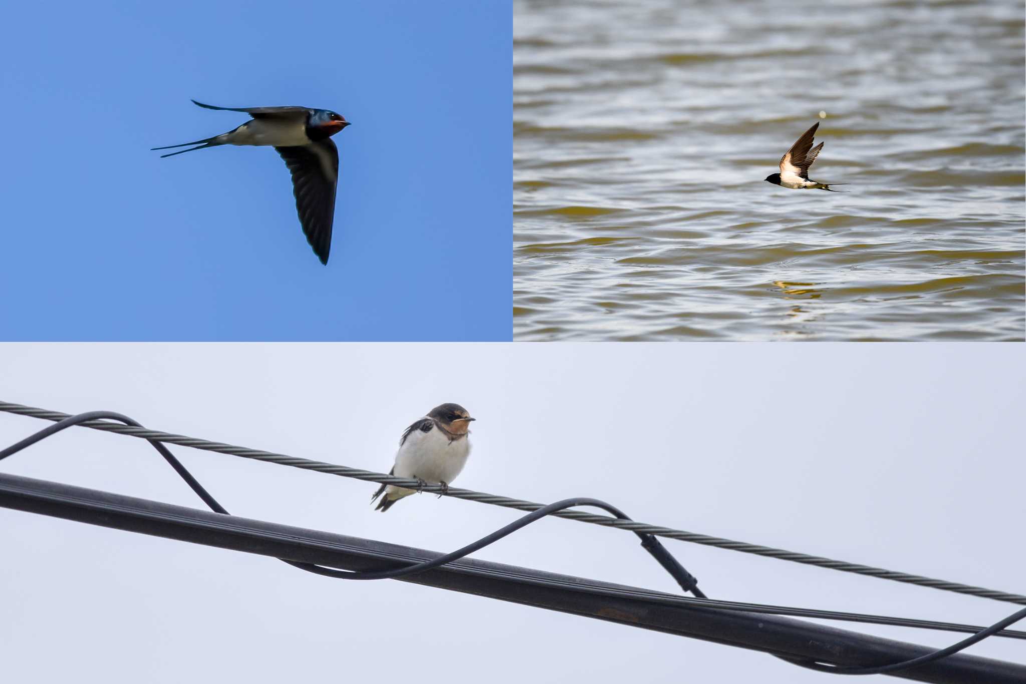 Photo of Barn Swallow at 黒浜沼 by Yokai