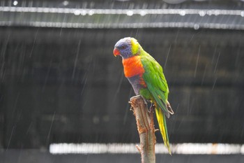 ゴシキセイガイインコ キャンベルタウン野鳥の森 2023年3月25日(土)