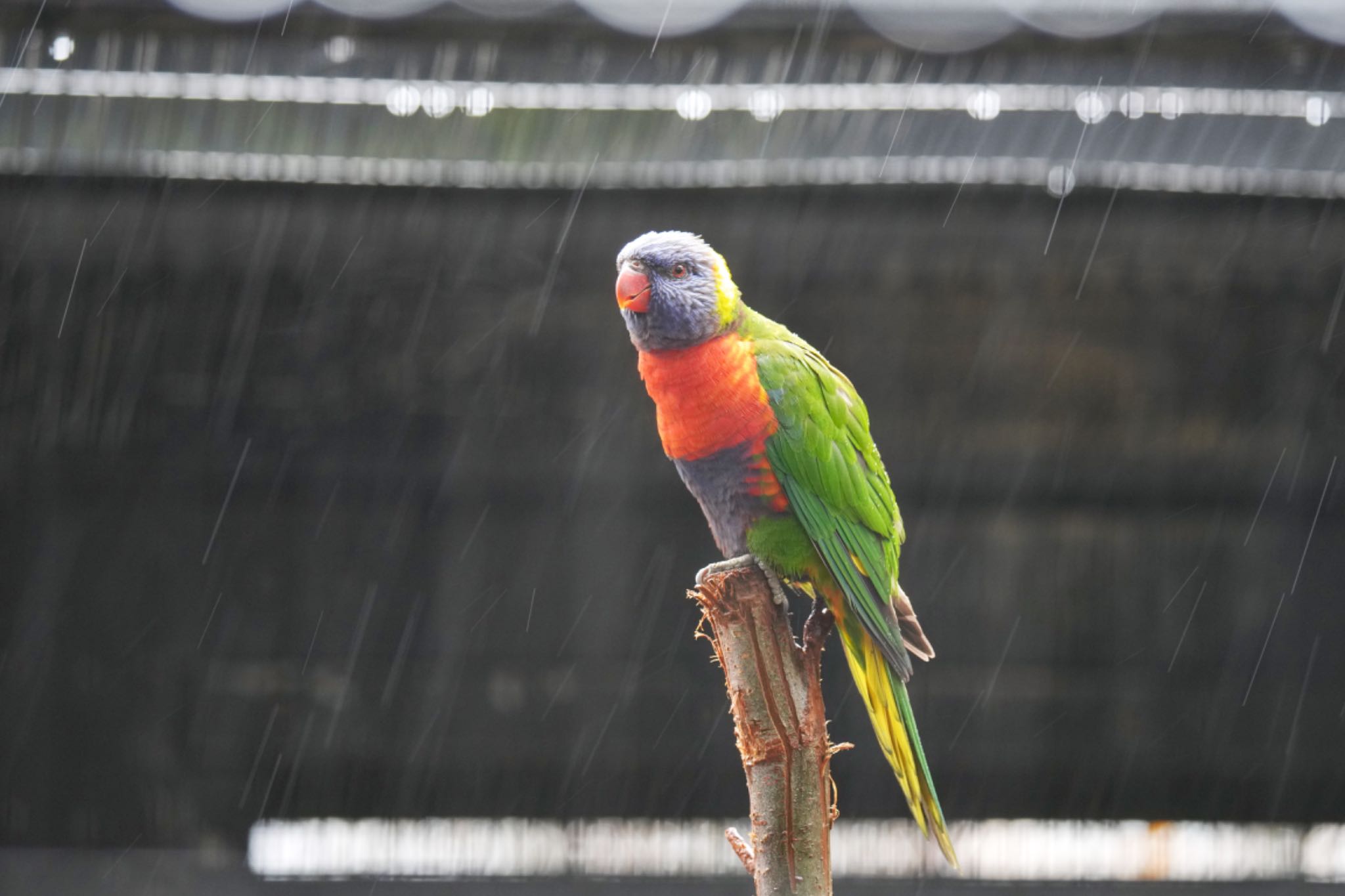 ゴシキセイガイインコ