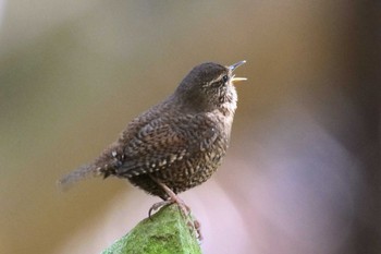 Eurasian Wren 日向渓谷 Sun, 3/19/2023