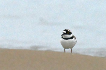 Little Ringed Plover 千里浜(石川県羽咋市) Thu, 3/23/2023