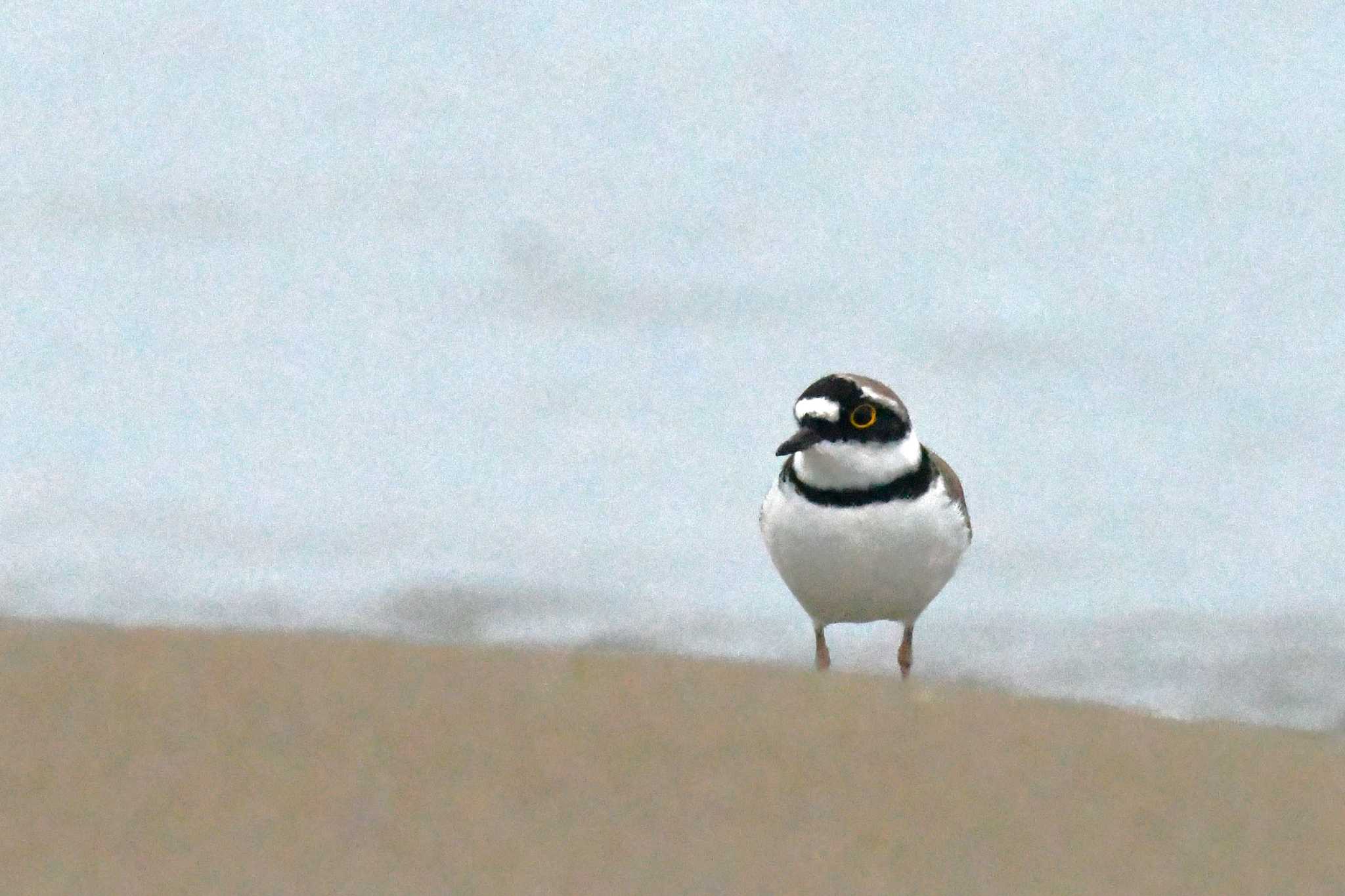 Little Ringed Plover