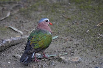 キンバト キャンベルタウン野鳥の森 2023年3月25日(土)