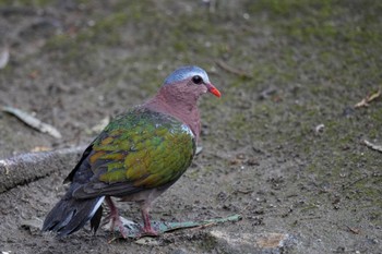 キンバト キャンベルタウン野鳥の森 2023年3月25日(土)