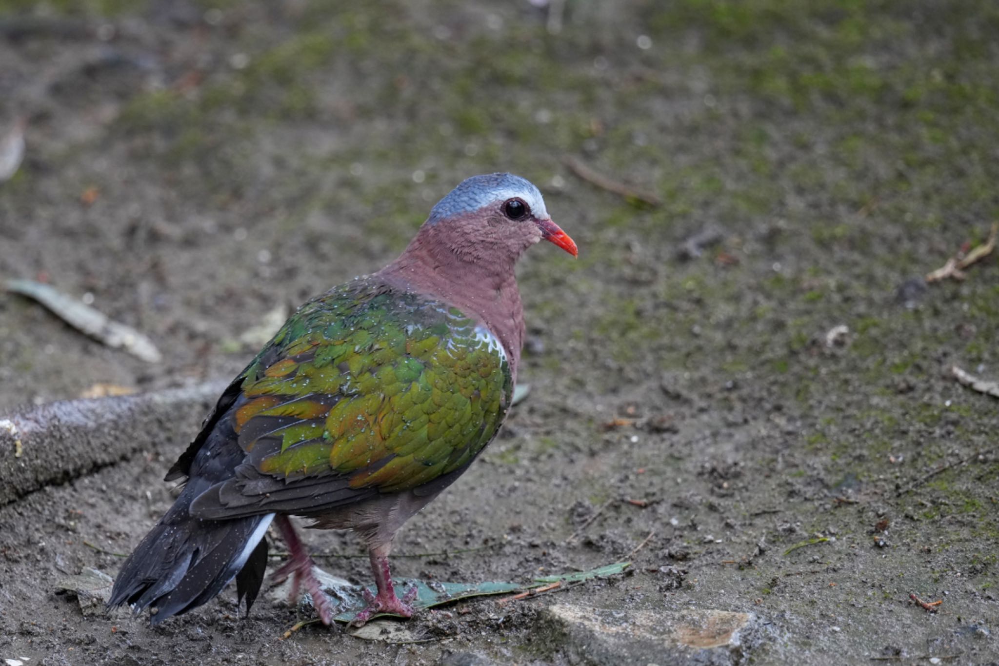 キャンベルタウン野鳥の森 キンバトの写真 by アポちん