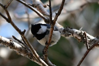 ヒガラ 豊平公園(札幌市) 2023年3月27日(月)