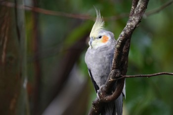 オカメインコ キャンベルタウン野鳥の森 2023年3月25日(土)