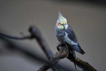 オカメインコ キャンベルタウン野鳥の森 2023年3月25日(土)