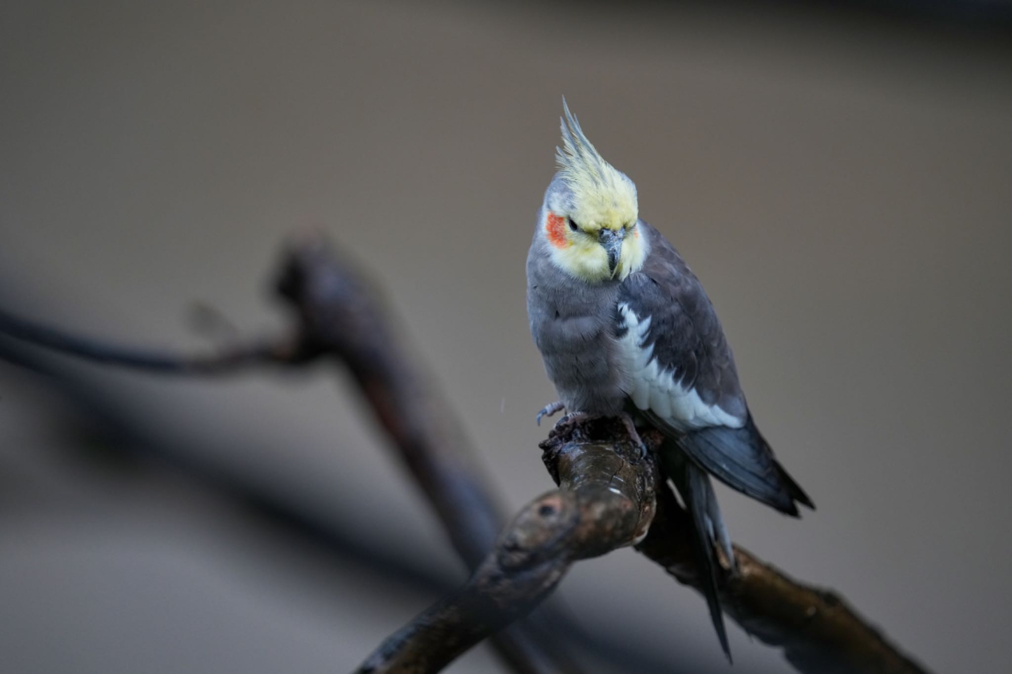 キャンベルタウン野鳥の森 オカメインコの写真 by アポちん