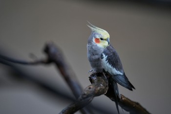 オカメインコ キャンベルタウン野鳥の森 2023年3月25日(土)