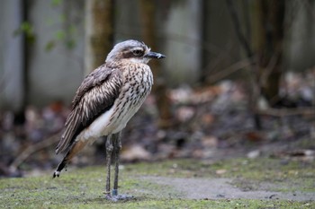 オーストラリアイシチドリ キャンベルタウン野鳥の森 2023年3月25日(土)