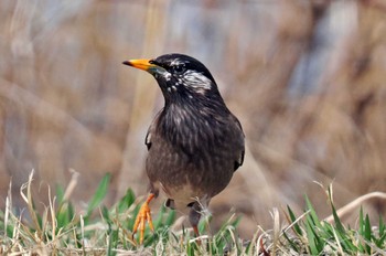 White-cheeked Starling 青森県 Thu, 3/23/2023