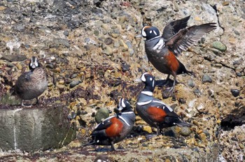 Harlequin Duck 青森県 Fri, 3/24/2023