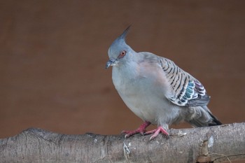 Crested Pigeon キャンベルタウン野鳥の森 Sat, 3/25/2023