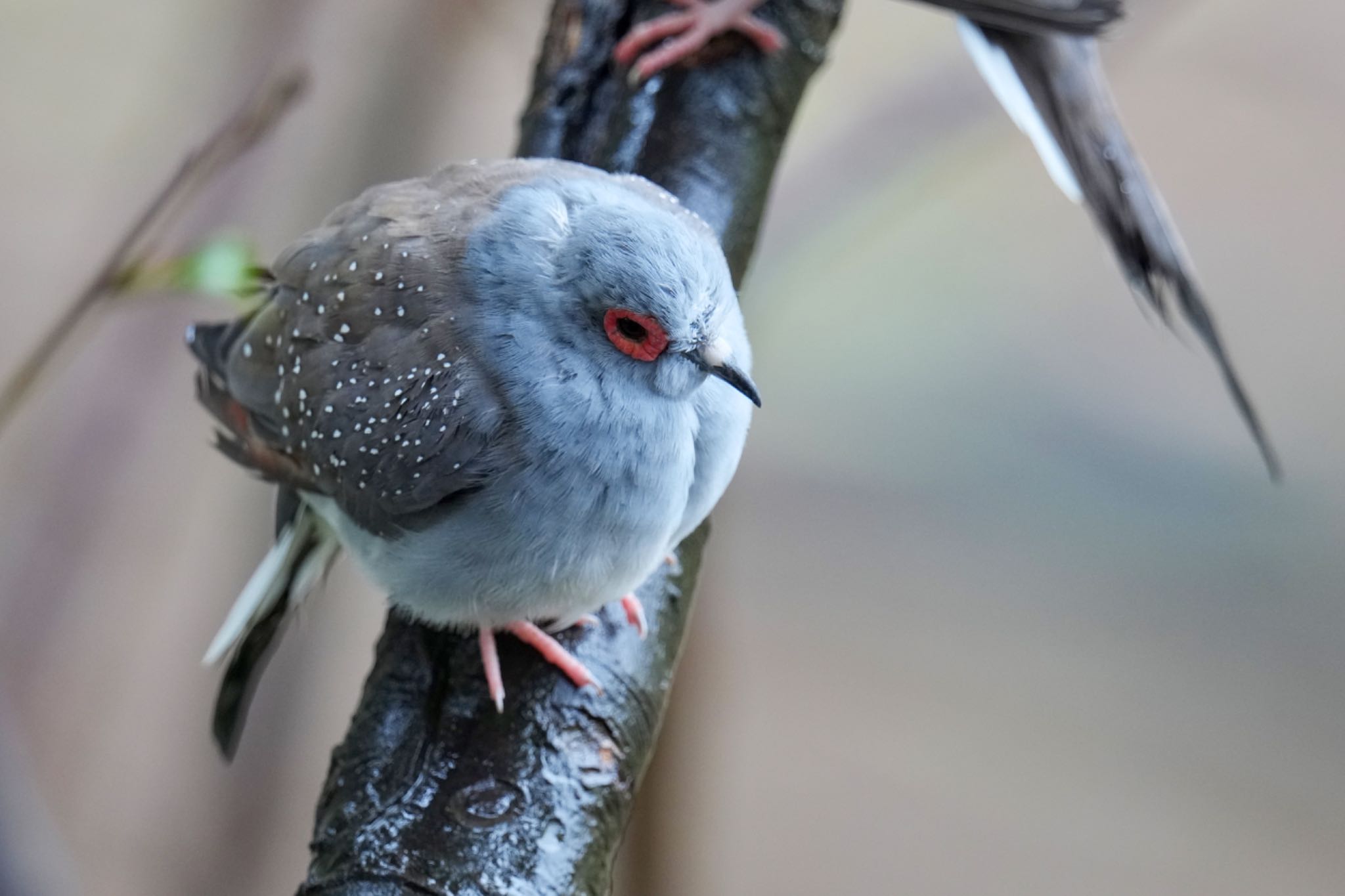 キャンベルタウン野鳥の森 ウスユキバトの写真 by アポちん