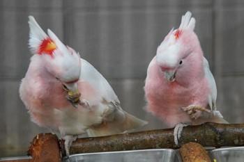 クルマサカオウム キャンベルタウン野鳥の森 2023年3月25日(土)