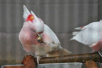 クルマサカオウム キャンベルタウン野鳥の森 2023年3月25日(土)