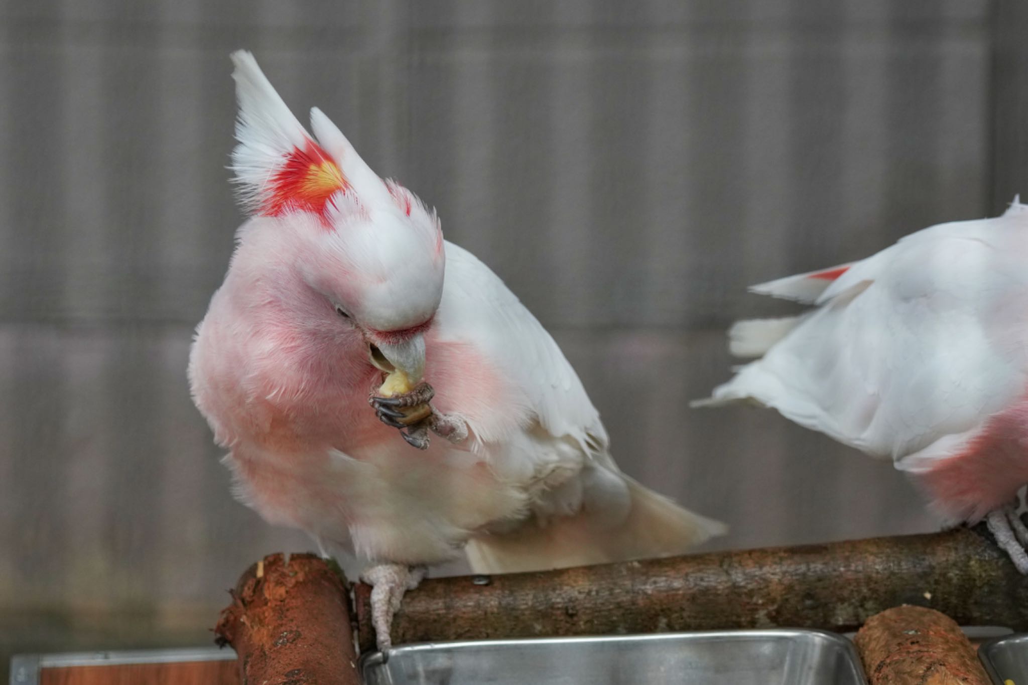 キャンベルタウン野鳥の森 クルマサカオウムの写真 by アポちん