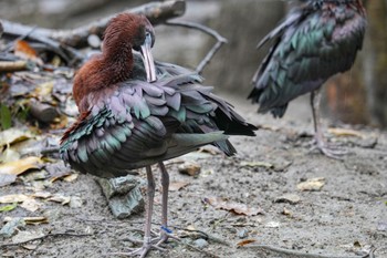 Glossy Ibis キャンベルタウン野鳥の森 Sat, 3/25/2023