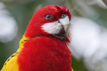 Eastern Rosella キャンベルタウン野鳥の森 Sat, 3/25/2023