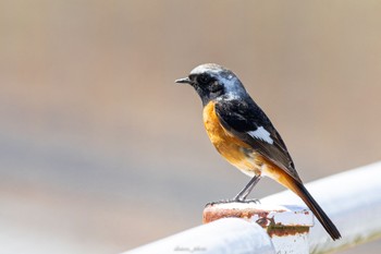 2023年3月19日(日) 北印旛沼の野鳥観察記録