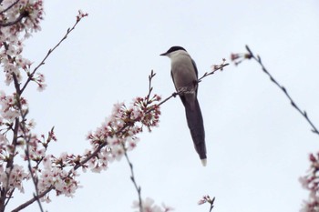 オナガ 小畔水鳥 の郷公園 2023年3月27日(月)